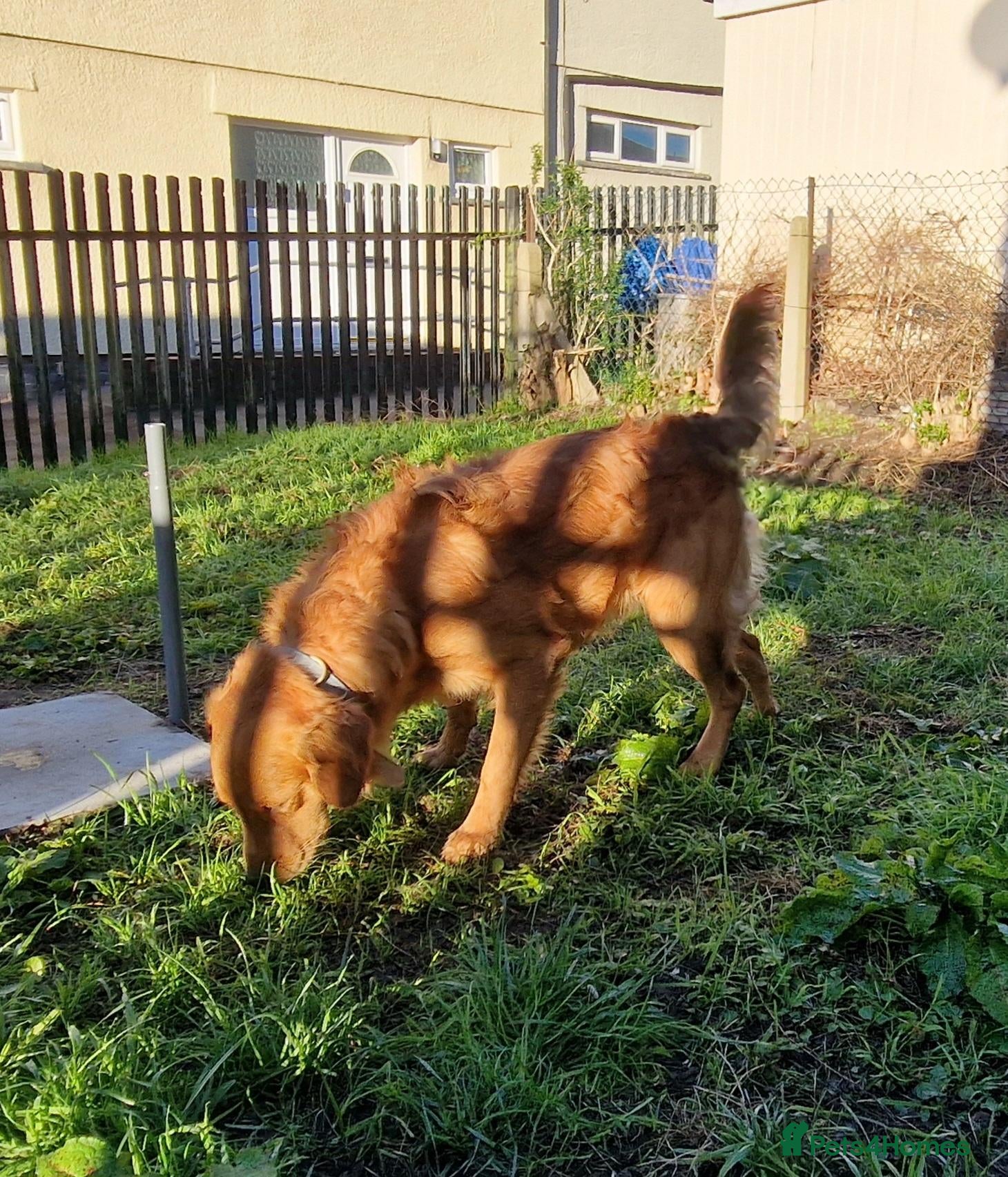 Golden Retriever dogs Lovely Red Fox boy looking for a new home - Advert 18