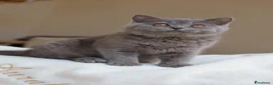 Blue British shorthair girl