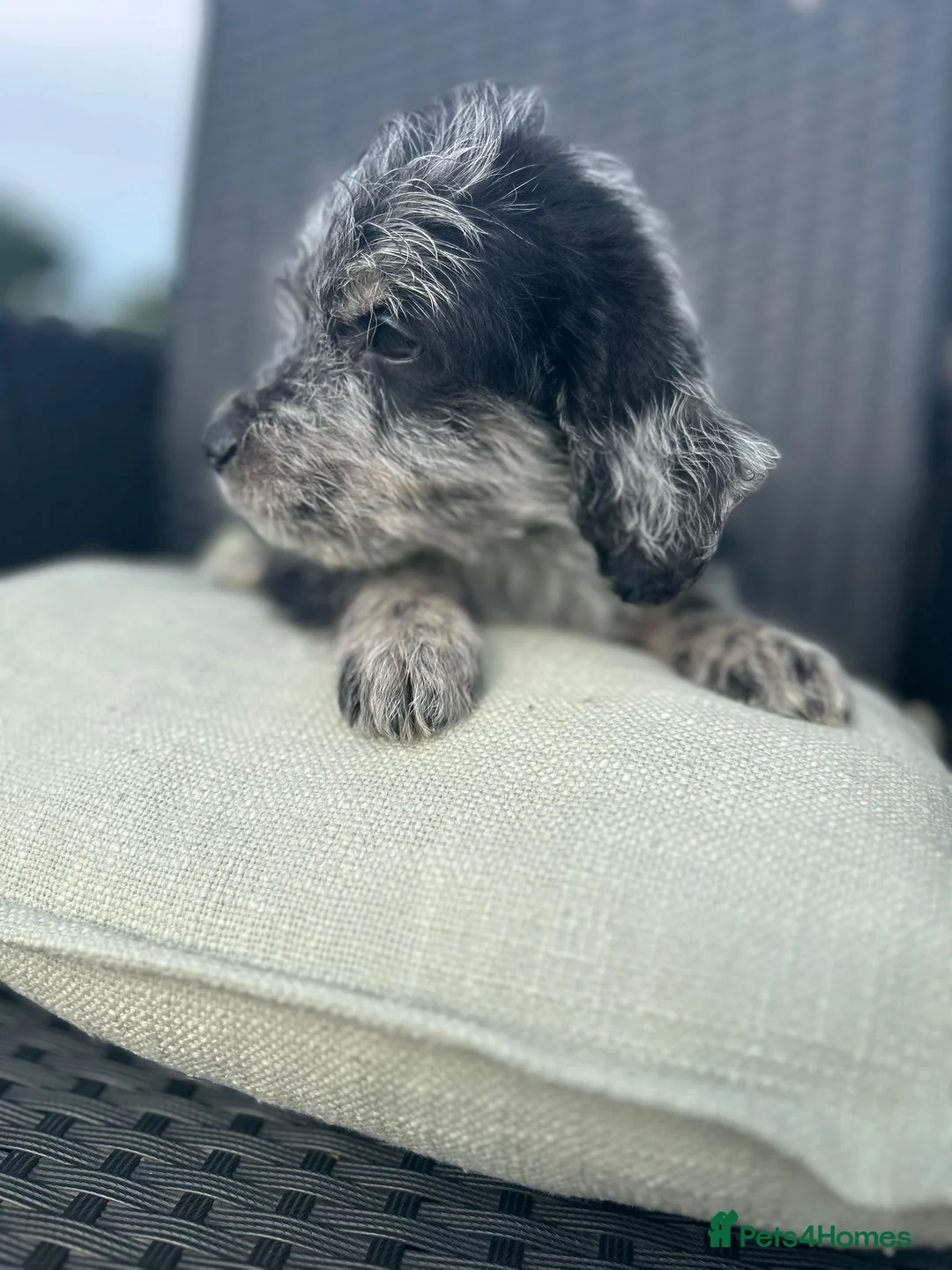 Labradoodle dogs for sale: Toy Labradoodle Puppies - Ready Now!  - Advert 2