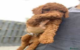 Cockapoo dogs for sale: 3 Cockapoochon puppies available  - Image 9