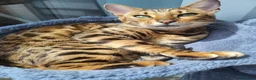 Bengal cats for sale: Female bengal  in Deal - Advert 1