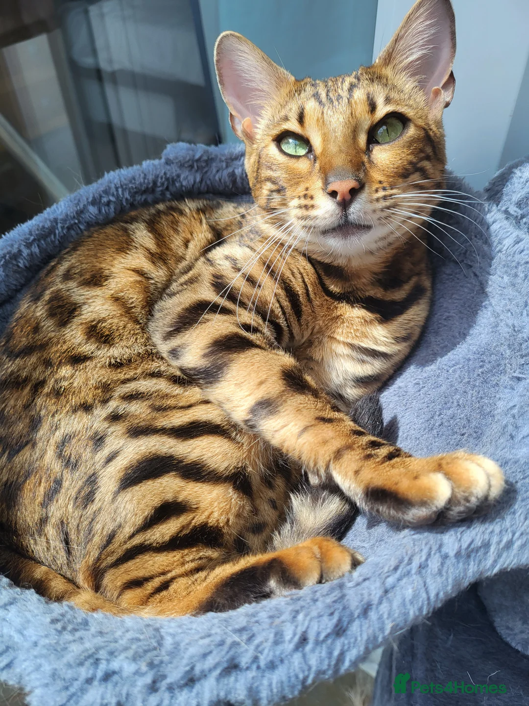 Bengal cats for sale: Female bengal  in Deal - Advert 1