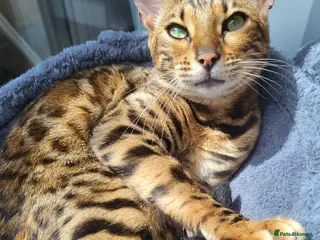 Bengal cats Female bengal in Deal - Advert 1