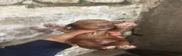 Cocker Spaniel dogs for sale: Kc registered cocker spaniels - Advert 9