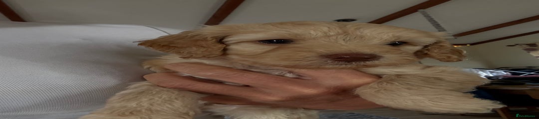 Cockapoo Puppy 1
