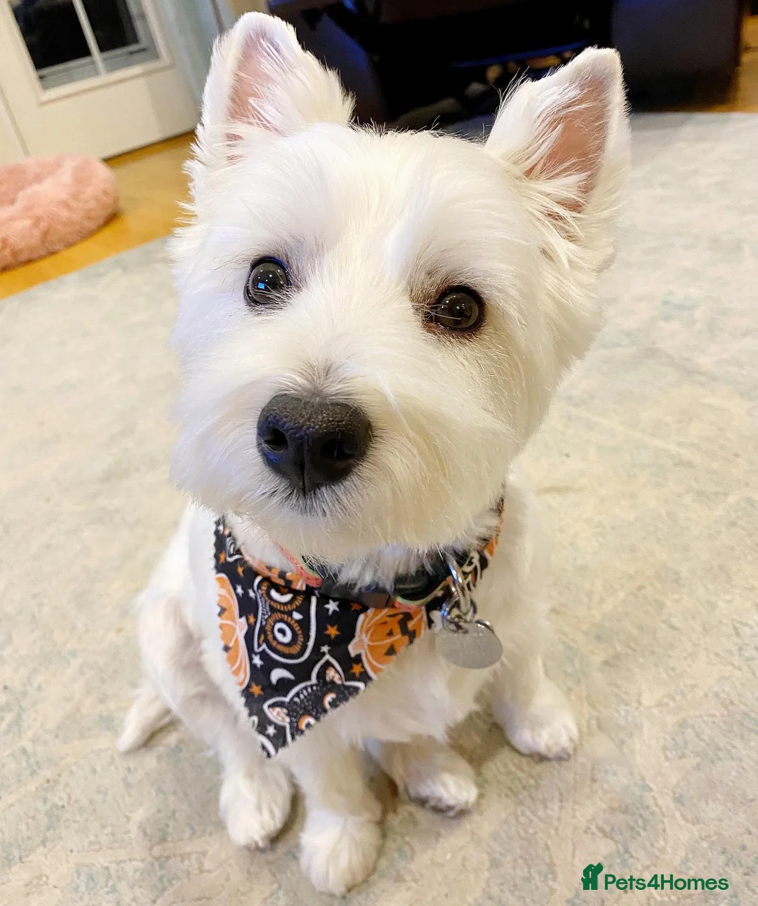 West Highland Terrier dogs for sale: Cute West Highland Terrier puppy - Advert 1