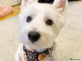 West Highland Terrier dogs Cute West Highland Terrier puppy - Advert 5