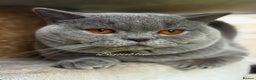 British Shorthair cats for stud: Exclusive Import • World-Class Type - Advert 3