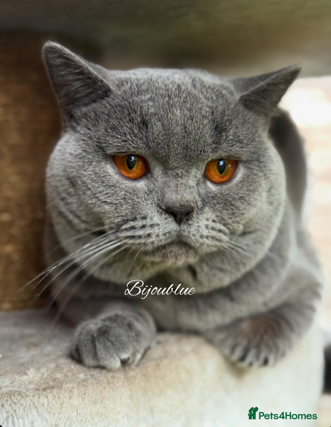 British Shorthair cats for stud: Exclusive Import • World-Class Type - Advert 3