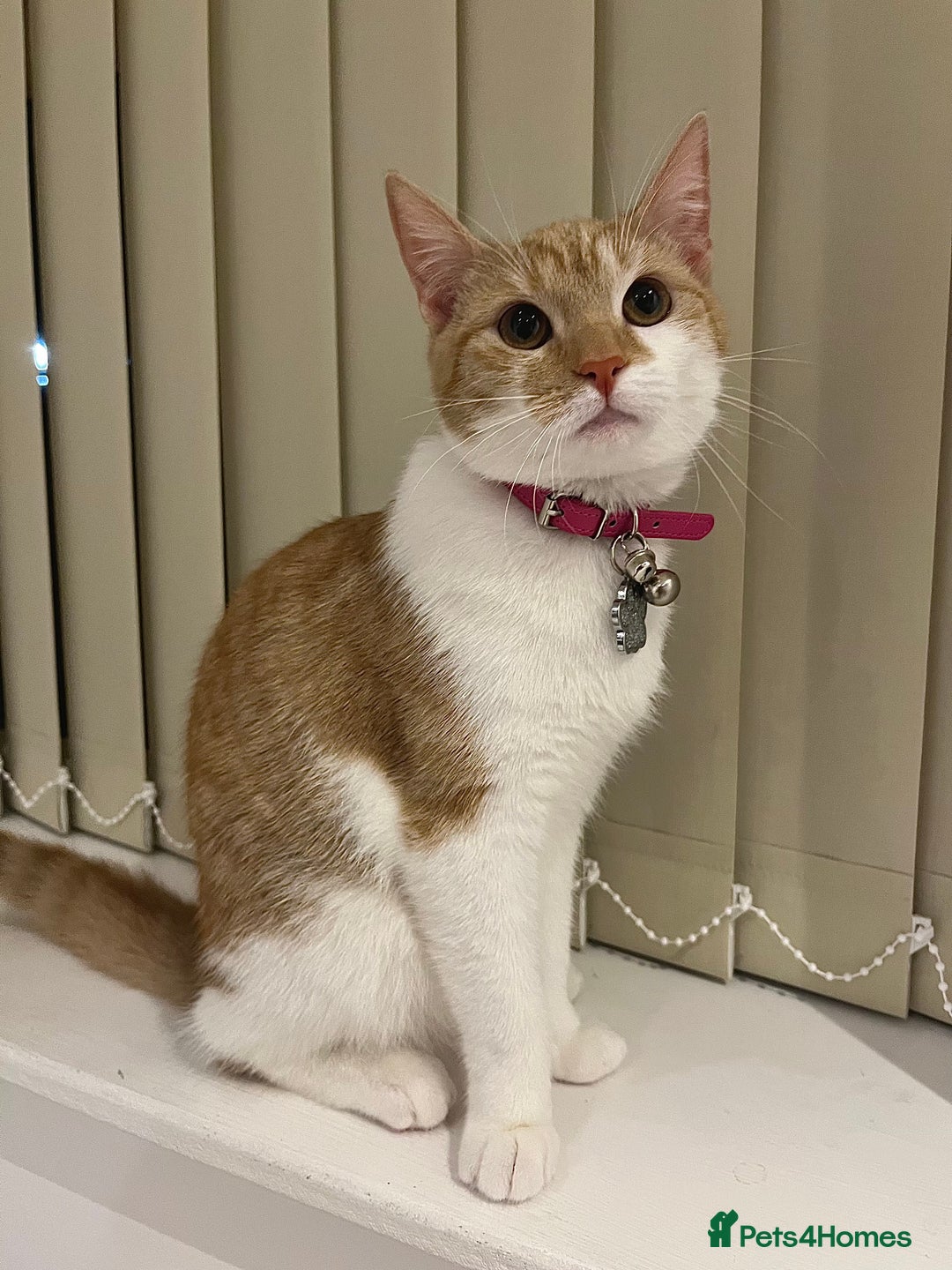 Domestic Shorthair cats for sale: Ginger & White Domestic Female Shorthair - Advert 9