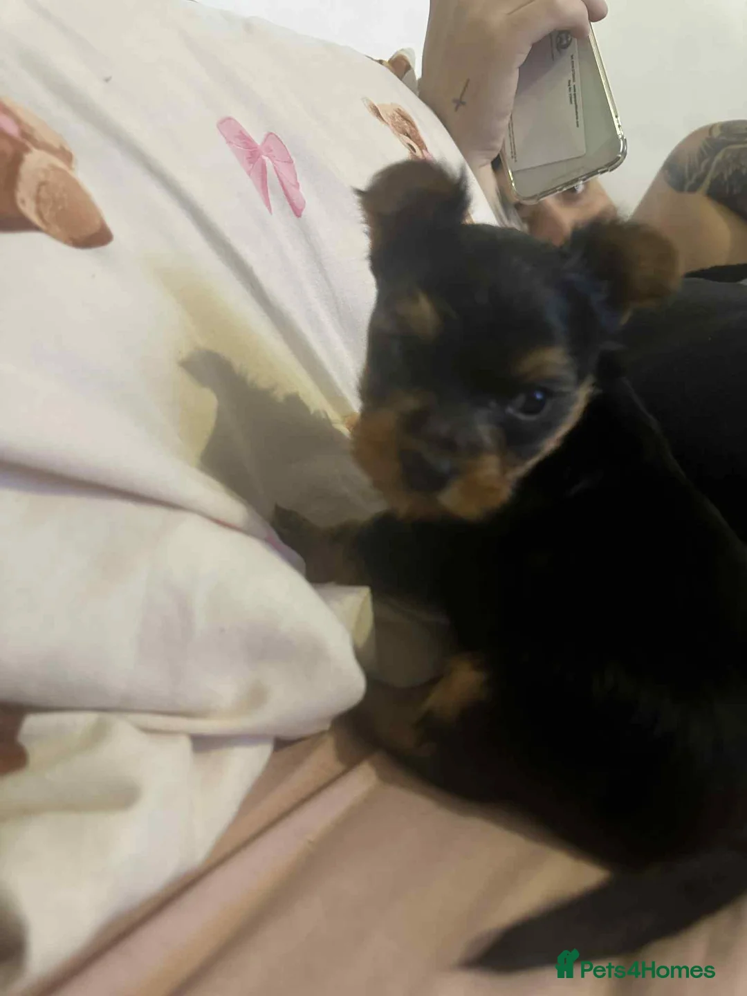 Yorkshire Terrier dogs for sale: yorkshire terrier and baby boy - Advert 14