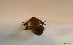 Gecko reptiles for sale: crested geckos  - Image 8