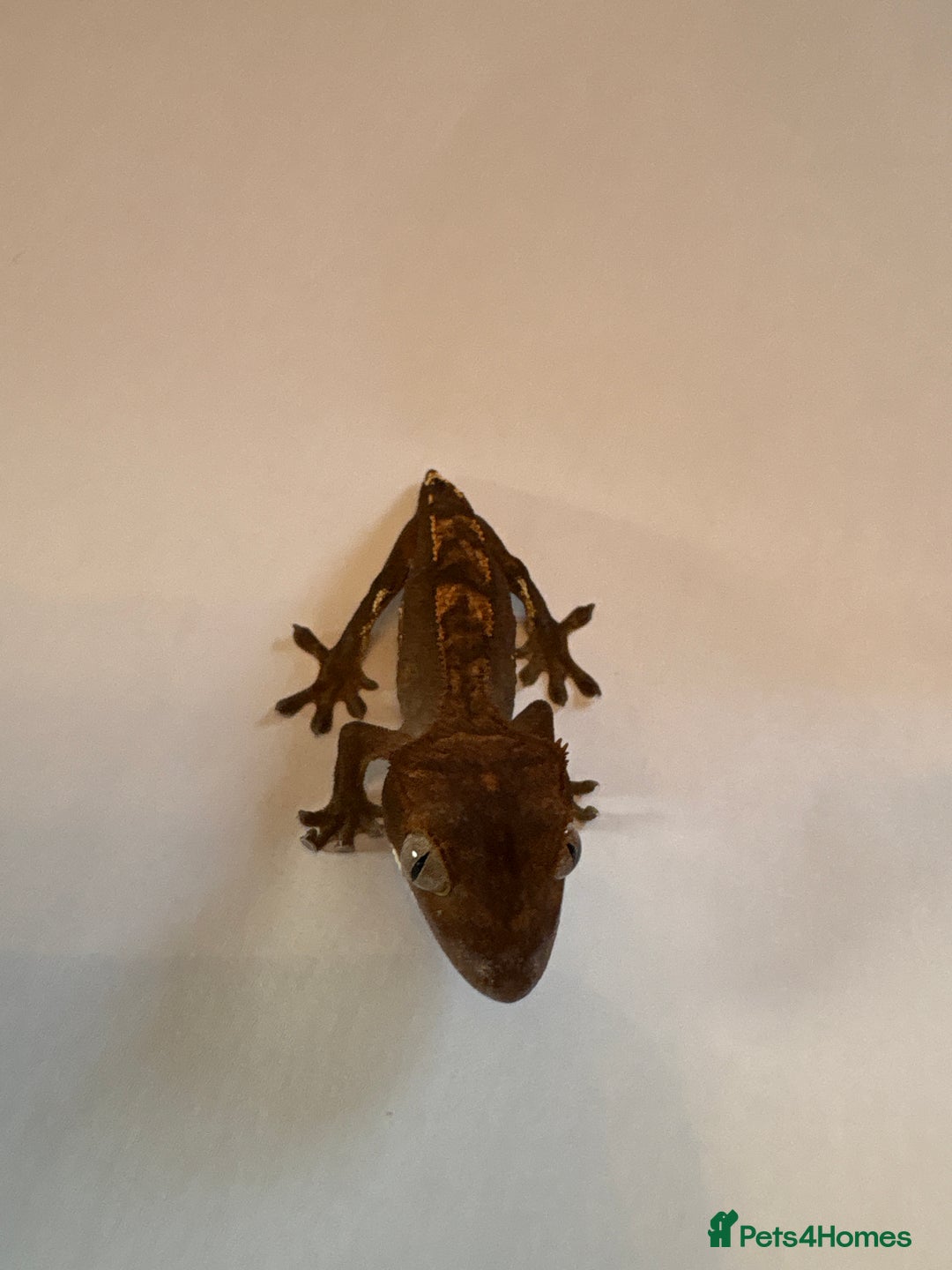 Gecko reptiles for sale: crested geckos  - Image 8