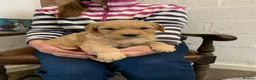 Golden Retriever dogs for sale: KC REGISTERED GOLDEN RETRIEVER PUPPIES - Advert 6