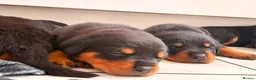 Rottweiler dogs for sale: WORLD CHAMPION CHUNKY ROTTWEILERS  - Advert 12