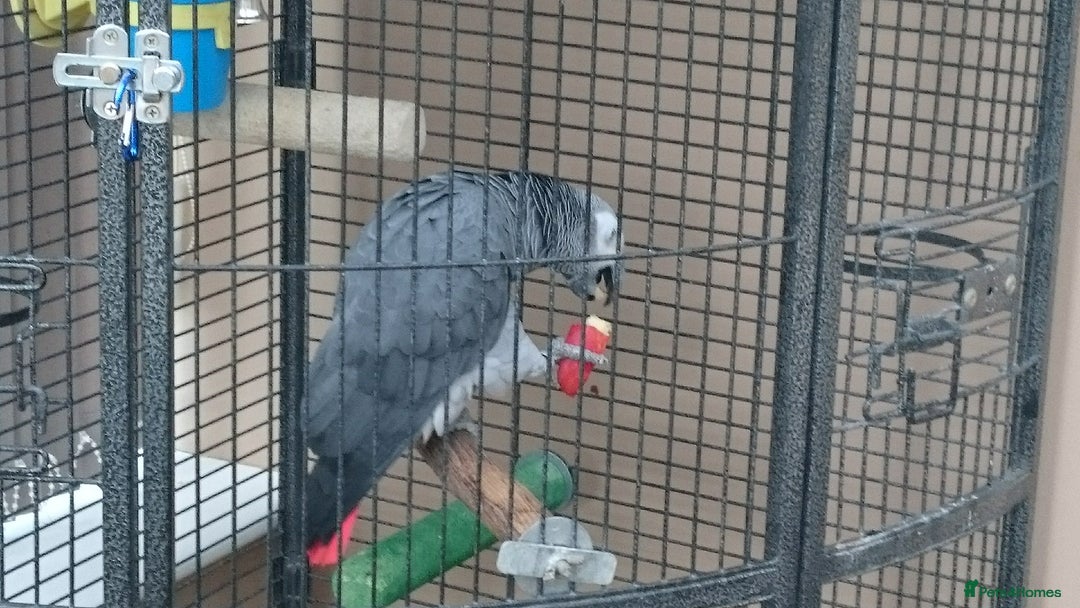Parrots birds for sale: African grey parrot  - Image 2