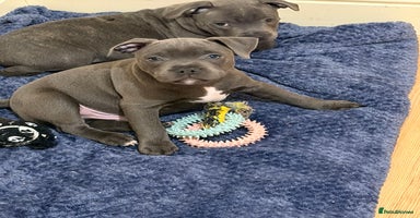 Staffordshire Bull Terrier dogs - Advert 11