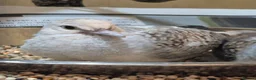 Doves birds for sale: Young Silver Diamond Dove in Chester - Advert 1