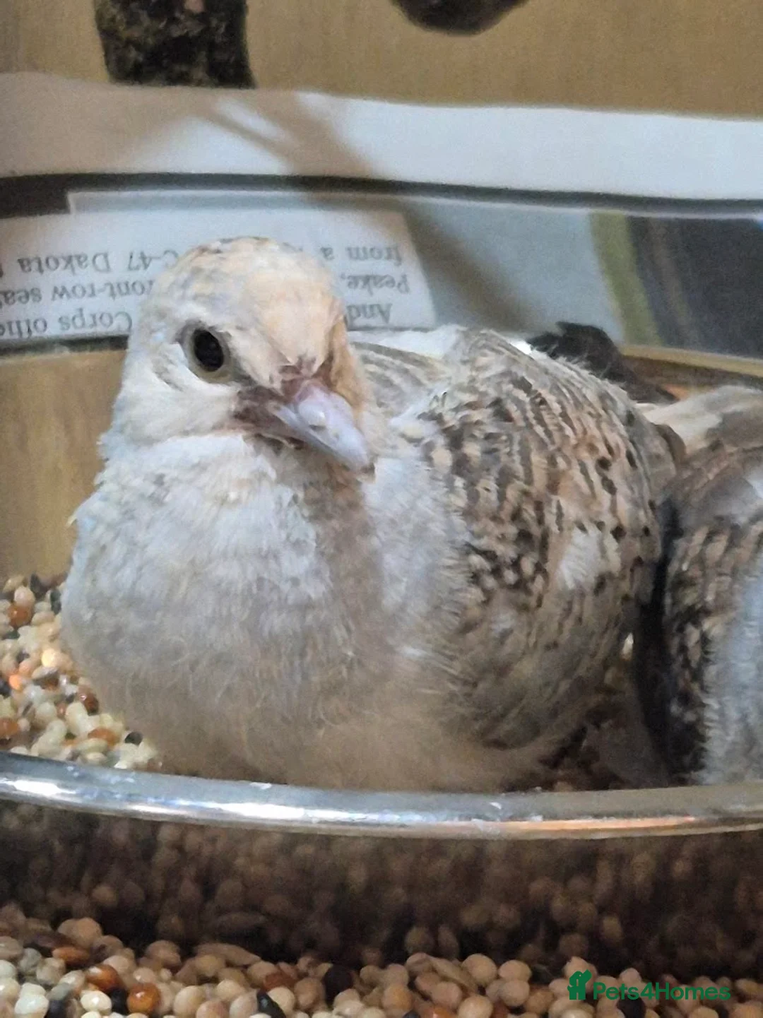 Doves birds for sale: Young Silver Diamond Dove in Chester - Advert 1