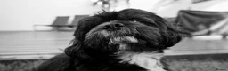 Shih Tzu dogs for sale: Imperial Shih Tzu Boy Pup - Advert 4