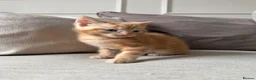 Domestic Shorthair cats for sale: White Male READY TO LEAVE - Advert 13