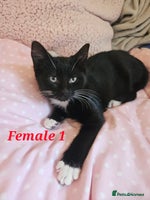 Mixed Breed cats - Advert 13