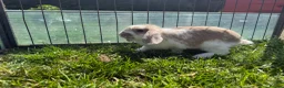 Mini Lop rabbits for sale: Litter of Mini Lop bunnies  - Advert 3