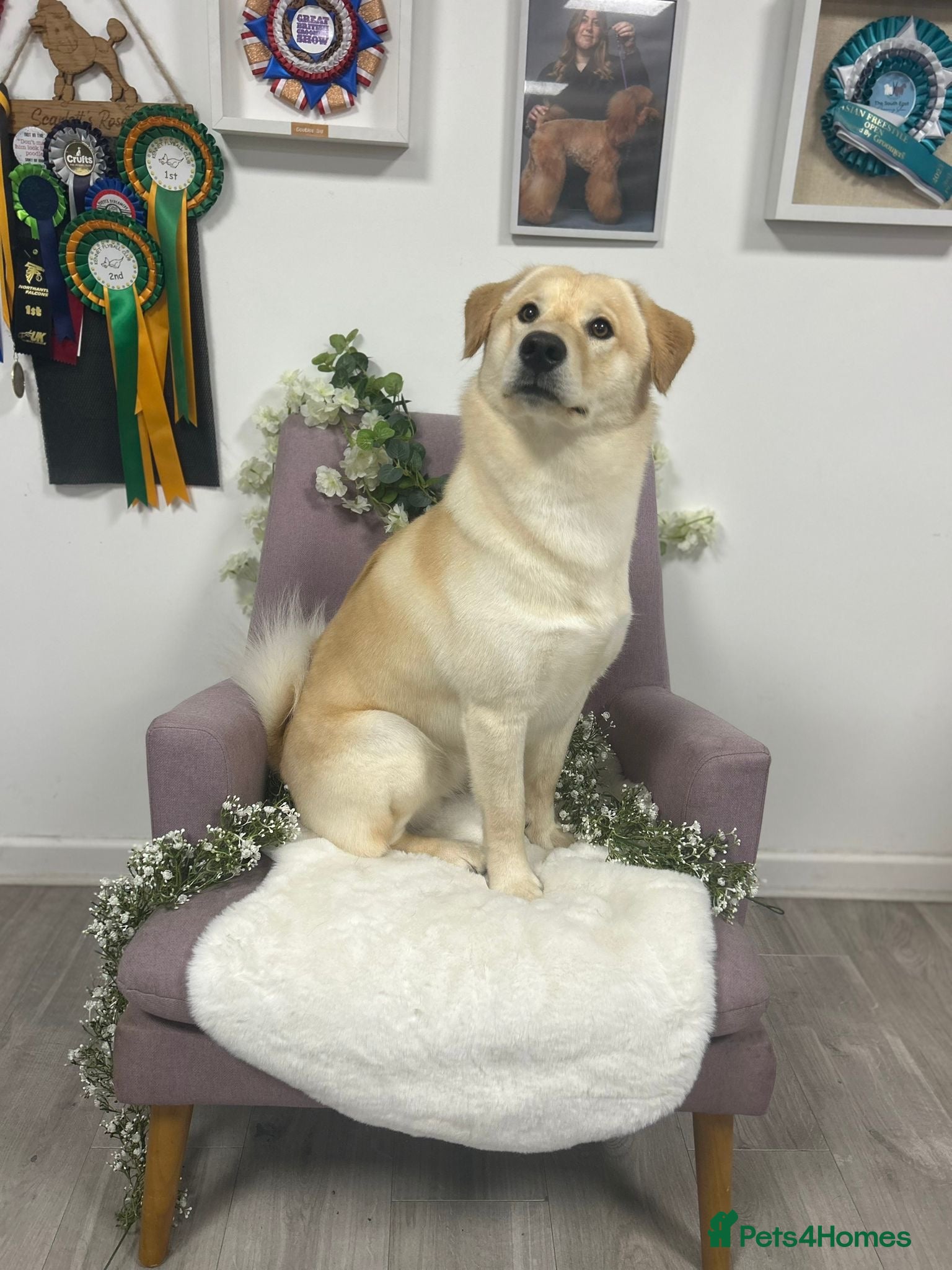 Mixed Breed dogs Odin  - Advert 1