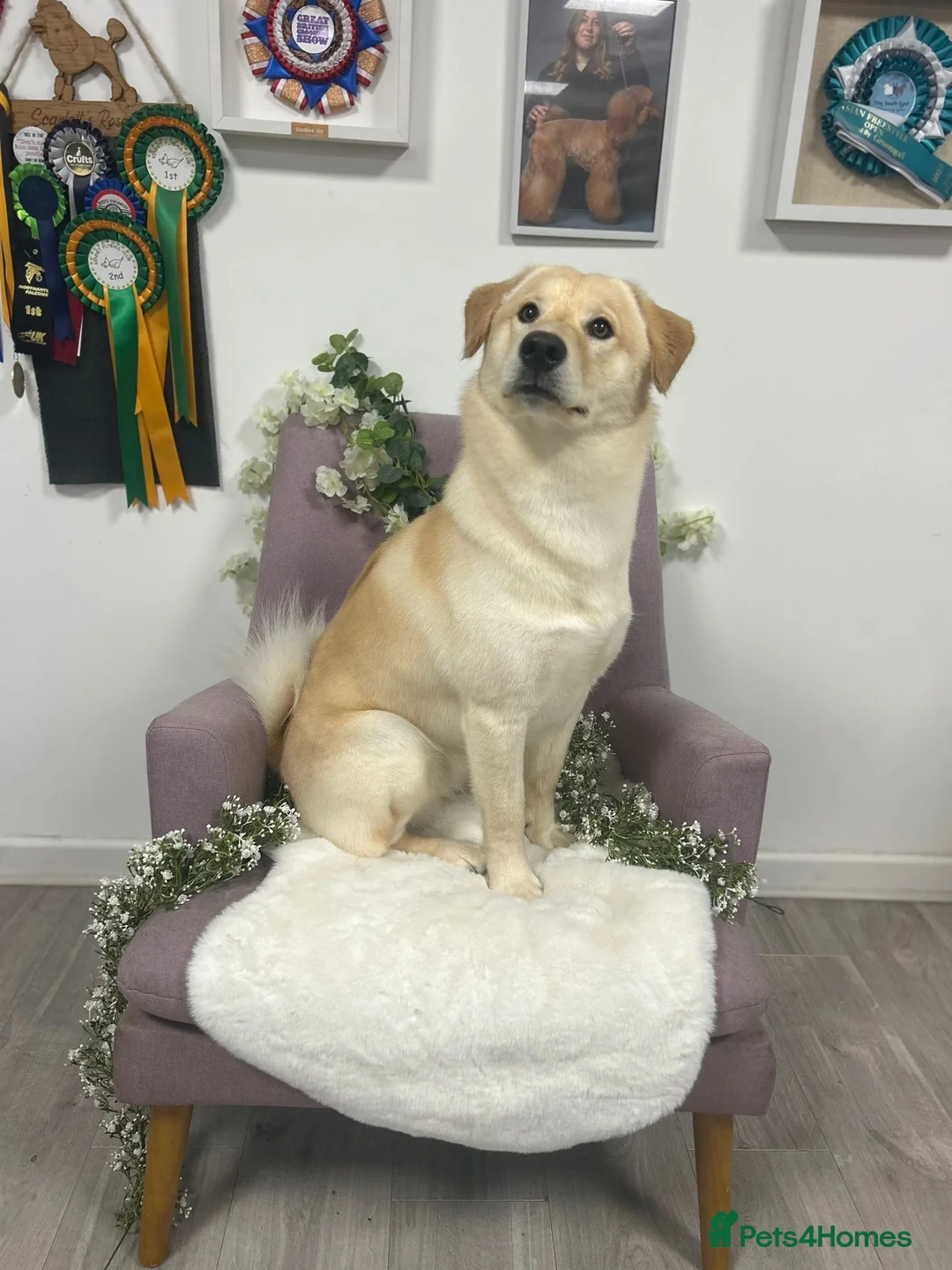 Mixed Breed dogs for sale: Odin  - Advert 1