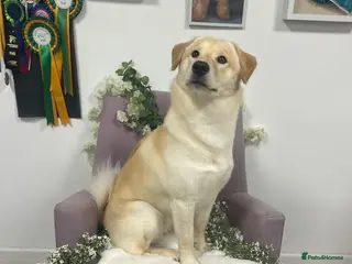 Mixed Breed dogs Odin - Advert 1