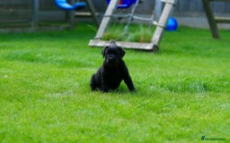 Labrador Retriever dogs for sale: Stunning litter of 6 Labrador Puppies  - Image 16