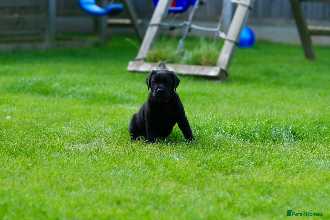 Labrador Retriever dogs for sale: Stunning litter of 6 Labrador Puppies  - Image 16
