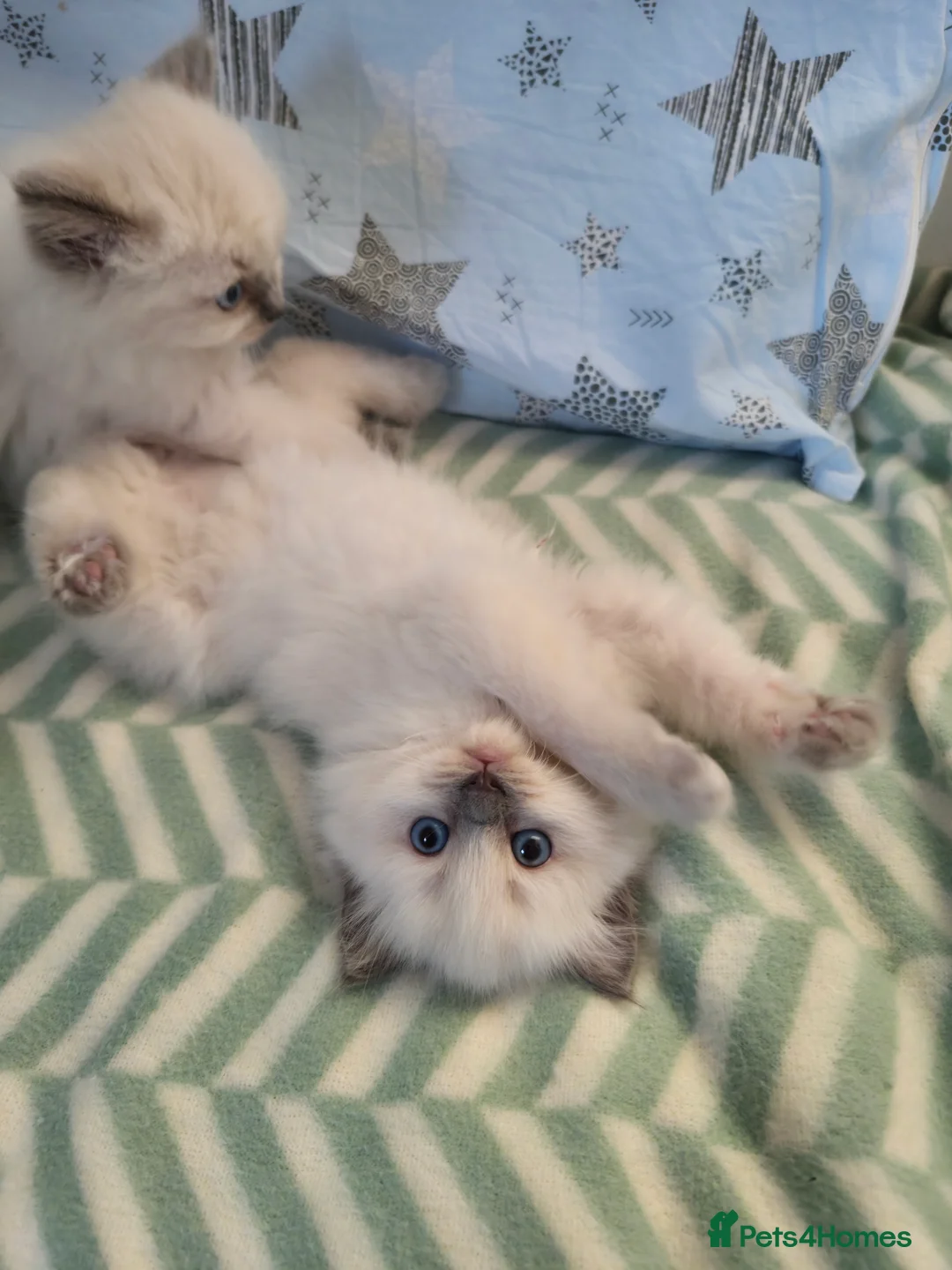 Ragdoll cats for sale:  Ragdoll (TYPE) kittens for sale - Advert 5