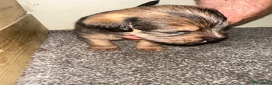 Mixed Breed 3