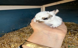 Harlequin rabbits for sale: Harlequin Baby rabbits for sale   - Image 16