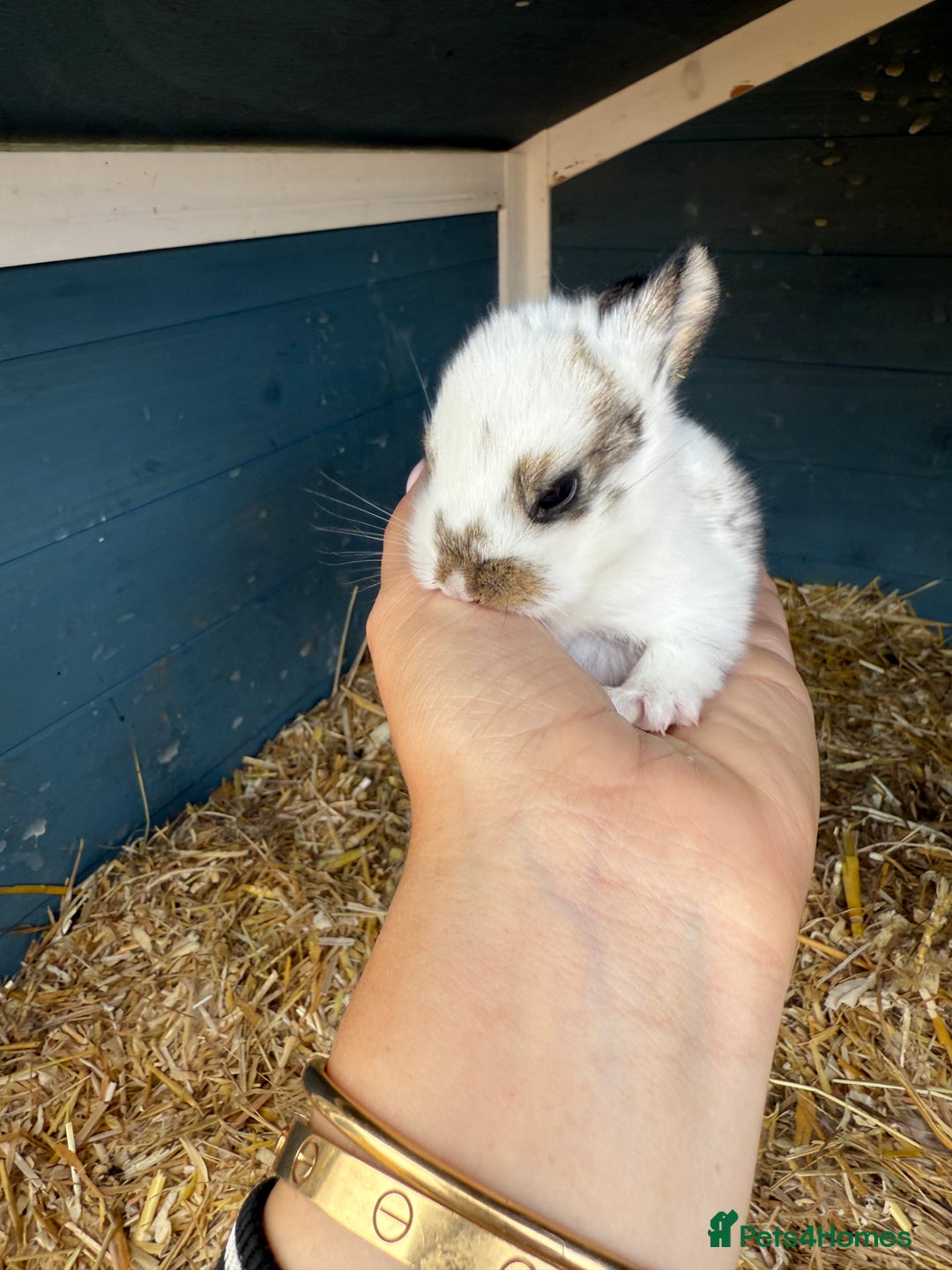 Harlequin rabbits for sale: Harlequin Baby rabbits for sale   - Image 16