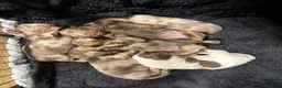 Dachshund dogs for sale: Longhaired Dachshunds  - Advert 6