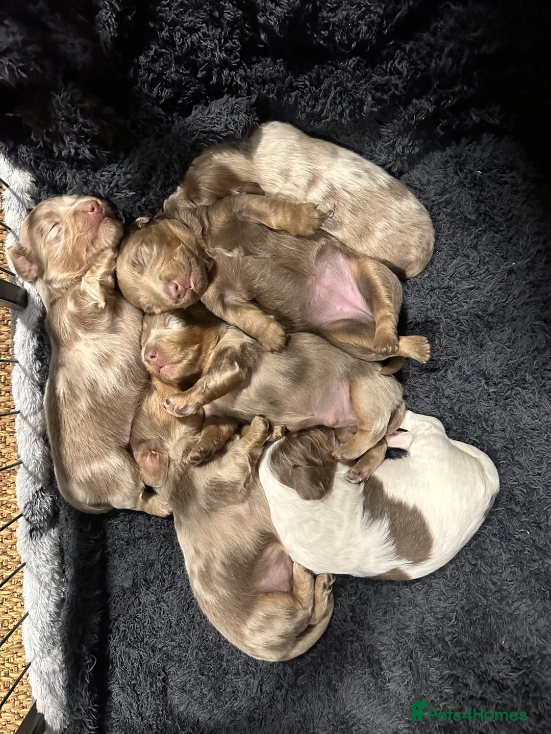 Dachshund dogs for sale: Longhaired Dachshunds  - Advert 6