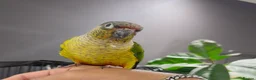 Conures birds for sale: Semi tame young conure with cage in Manchester - Advert 2