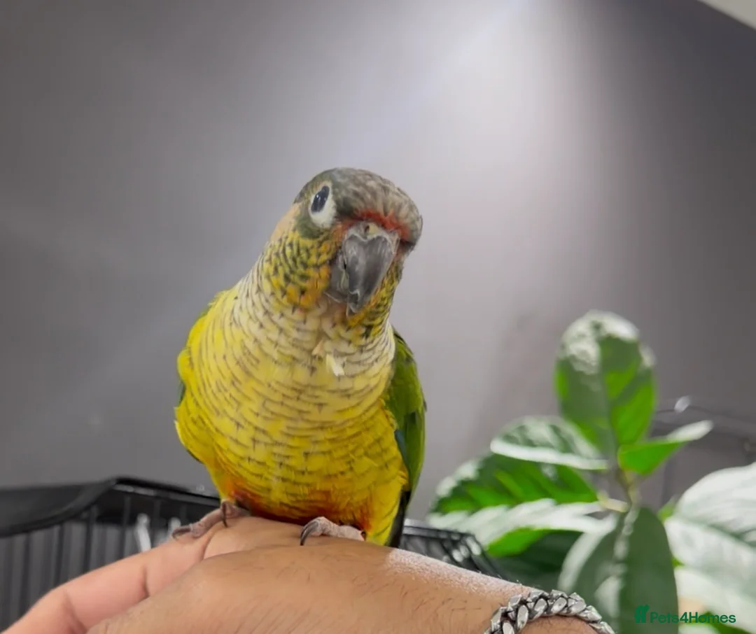 Conures birds for sale: Semi tame young conure with cage in Manchester - Advert 2