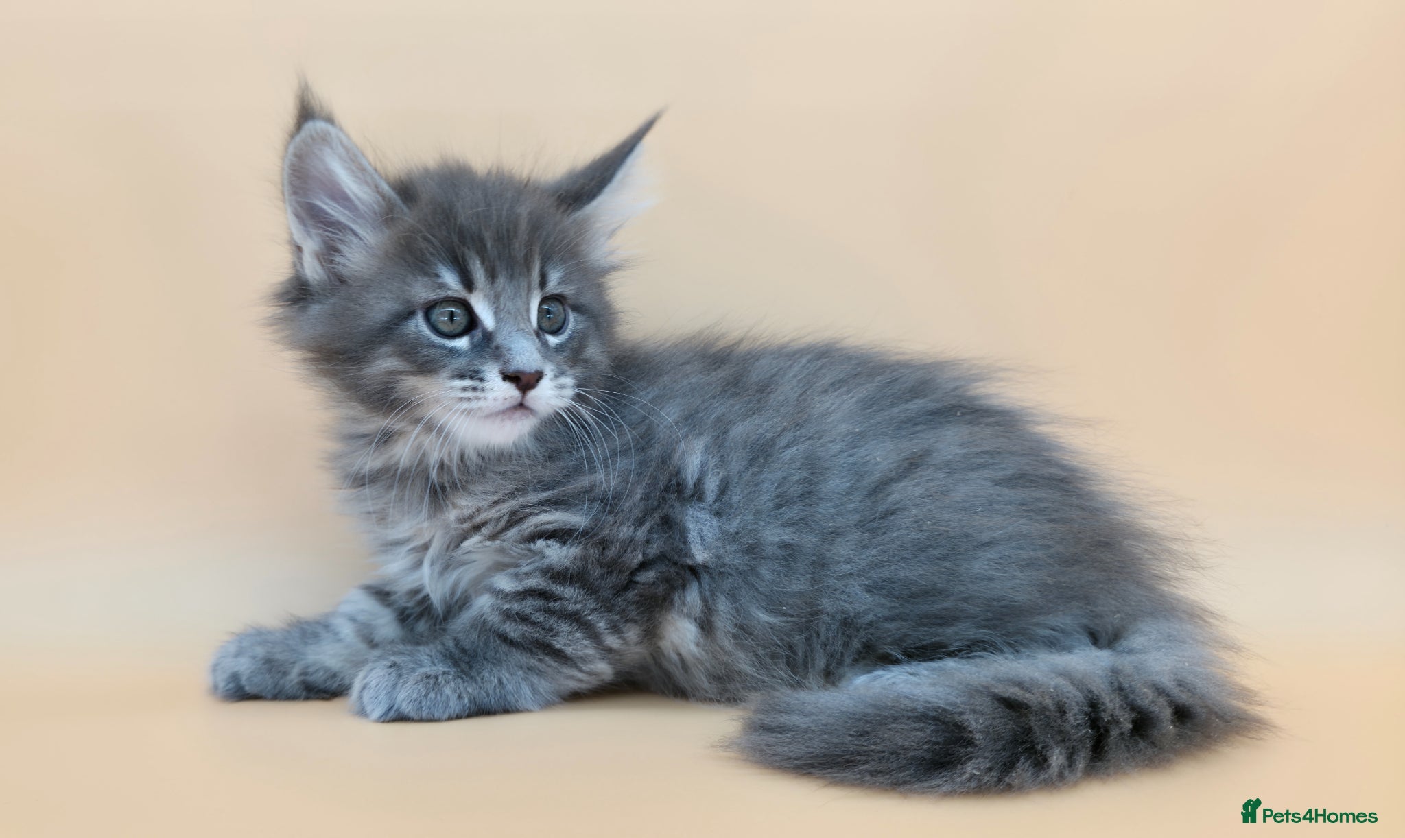 Maine Coon cats Tica reg beautiful Maine Coon kittens  - Advert 18