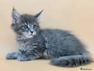 Maine Coon cats Tica reg beautiful Maine Coon kittens - Advert 18
