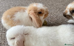 Mini Lop rabbits for sale: Mini lop babies - Image 21