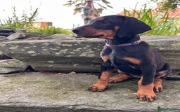Dobermann dogs for sale: Ready now, Outstanding KC Reg Dobermann puppies - Image 6
