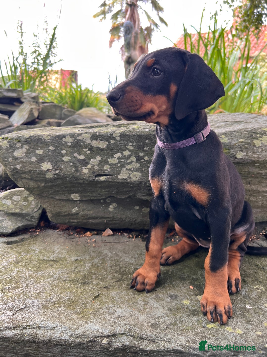 Dobermann dogs for sale: Ready now, Outstanding KC Reg Dobermann puppies - Image 6