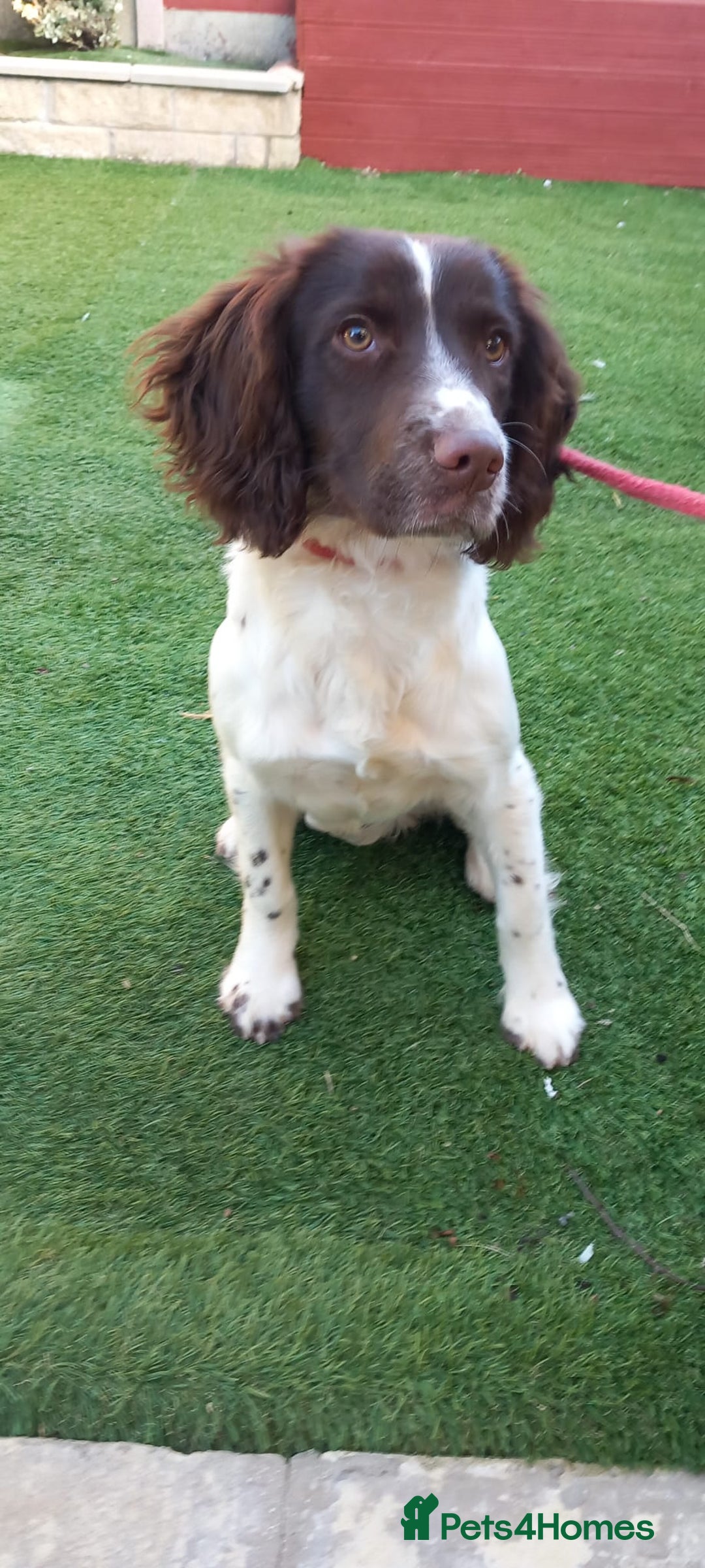 English Springer Spaniel dogs for sale: English springer spaniel bitch - Advert 1