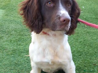 English Springer Spaniel dogs English springer spaniel bitch - Advert 2