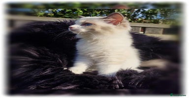 Ragdoll cats - Advert 10