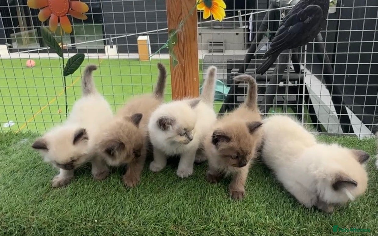 Ragdoll cats Full breed ragdoll kittens mink - Advert 9