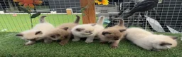 Ragdoll cats for sale: Full breed ragdoll kittens mink - Advert 1